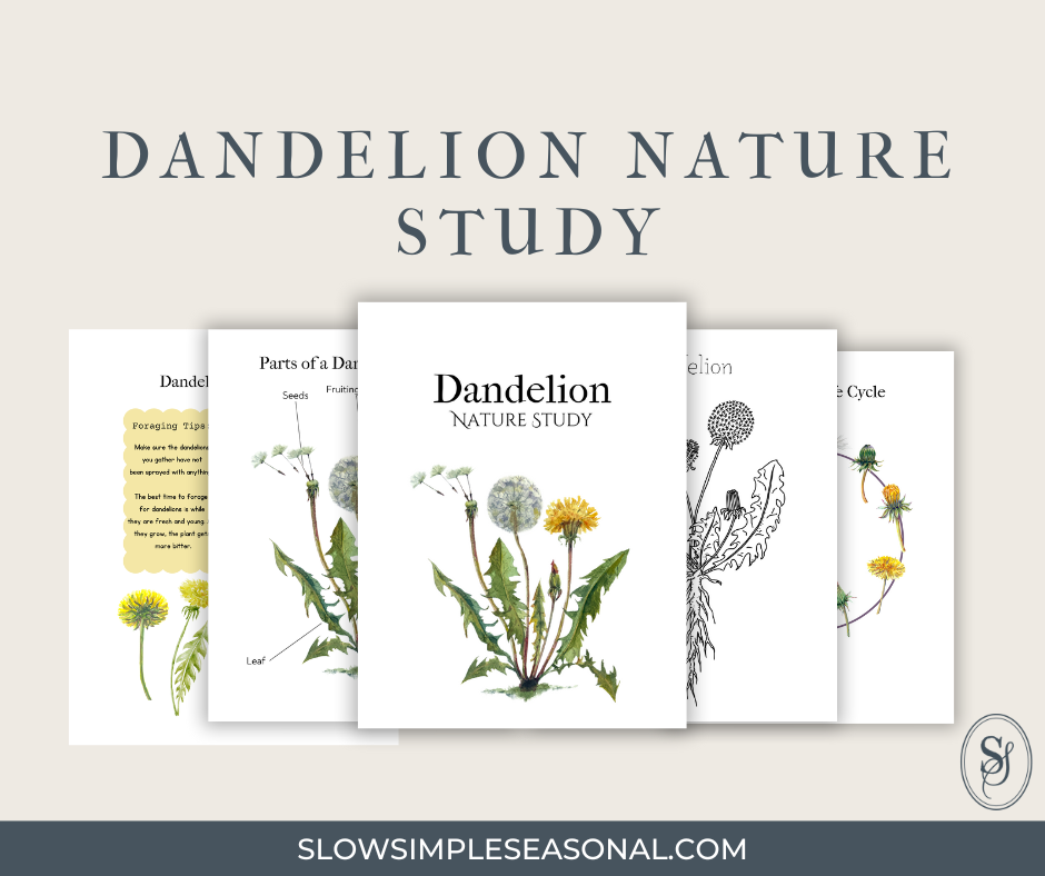 Dandelion Unit Study