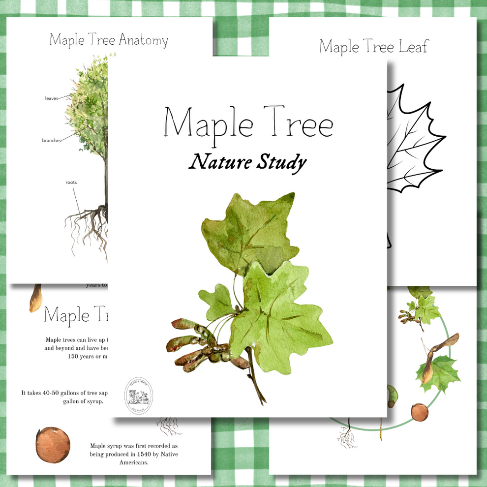Maple Tree Nature Study Slow.Simple.Seasonal.