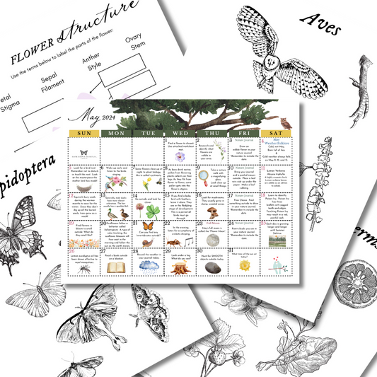 May 2024 Nature Calendar, Flower Structure and Classification Worksheets