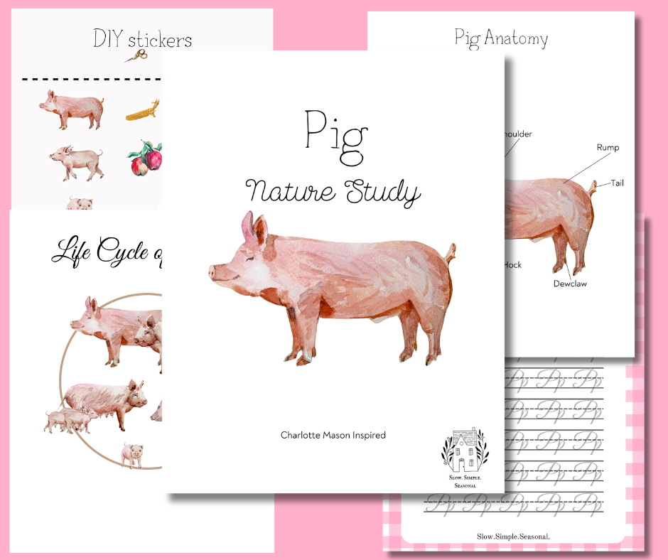 Pig Nature Study Set