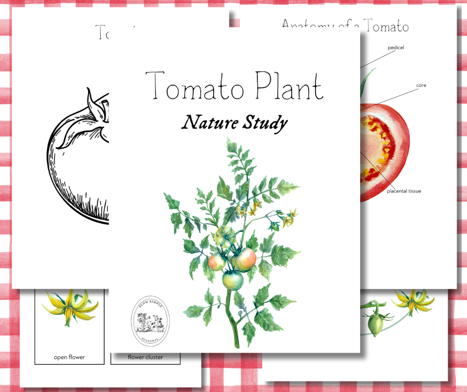 Tomato Plant Nature Study