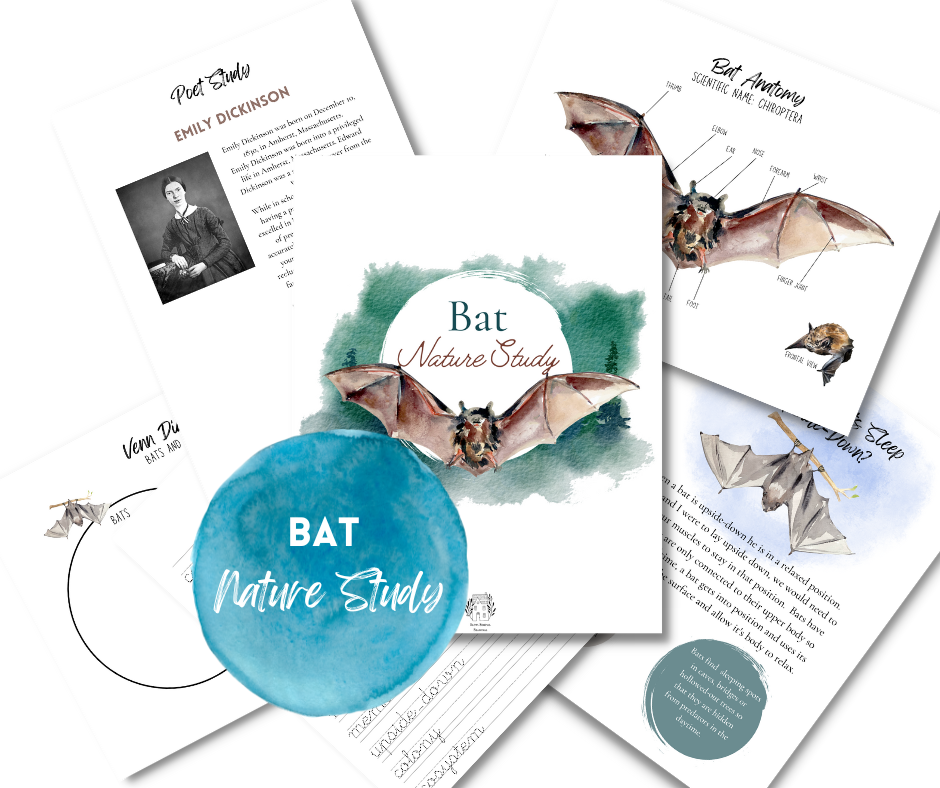 Bat Nature Study